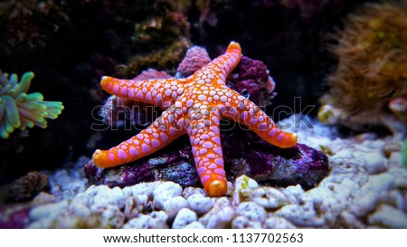 Fromia seastar in coral reef aquarium tank is one of the most amazing living decorations