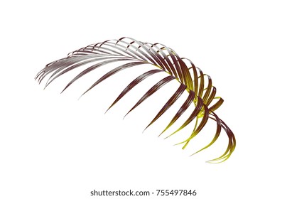 Frond Leaf Of Palm Tree Isolated On White Background