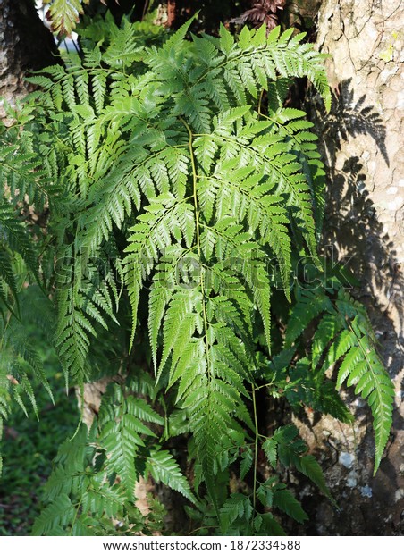 A frond is a long,\
thin leaf of a plant. A frond is also a large, usually divided,\
leaf, esp. of a fern or palm tree. These ferns grow on a tree trunk\
in Lentor Estate.