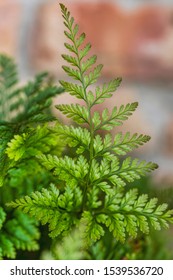 Frond Of Rabbit's Foot Fern 