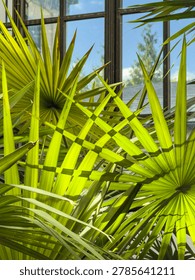 Fronds of Florida thatch palm (binomial name: Thrinax radiata) crisscross in sunlight near windows of a garden conservatory, for horticultural motifs of climate control, proximity and pattern