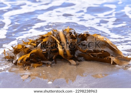 Fronds of hard brown kelp on patch of wet beach sand with shallow water around.