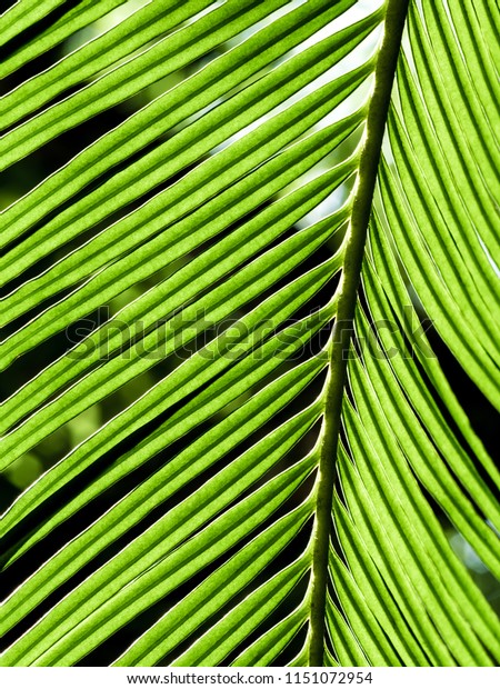 Fronds Pinnately Compound Leaves Cycas Revoluta Stock Photo 1151072954 ...