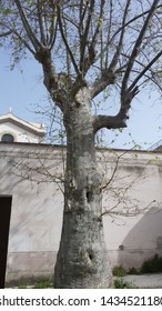 In Front Of The Abbey Of Saint Martin Of The Stairs - Monreale - Palermo