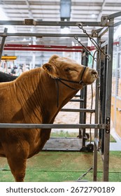 Front angled view of light brown bull secured in a metal livestock grooming stall at an agricultural show with clean indoor setup visible