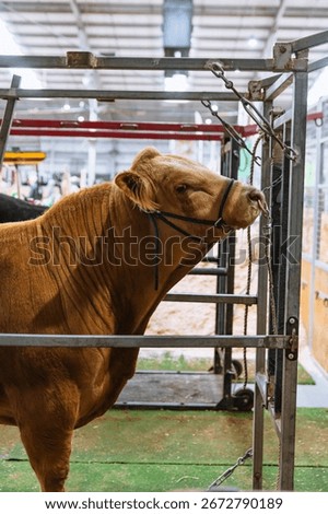 Front angled view of light brown bull secured in a metal livestock grooming stall at an agricultural show with clean indoor setup visible