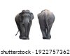 asian elephant front
