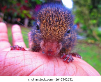 Front of Cambodian Striped Squirrel standing on hand