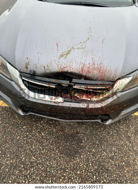 Front of a car after\
impact from a deer