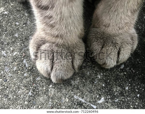 Front Cats Paw On Cement Floorgray Stock Photo Edit Now 712260496
