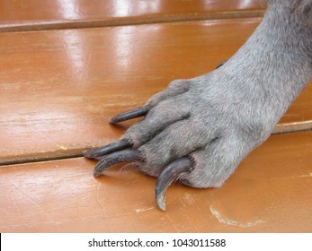 Front Claw Of A Poodle Dog With Long And Sharp Nail On The Wooden Chair