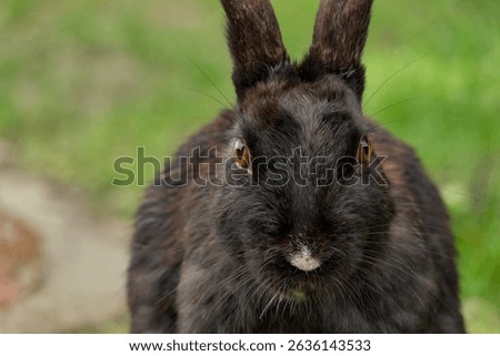Front close up of dark brown rabbit looking directly ahead