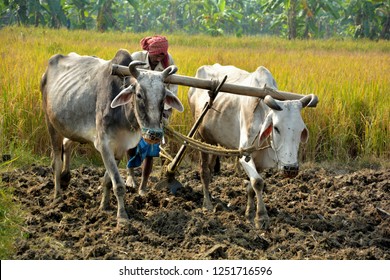 plow plowing cow oxen paddy ploughing