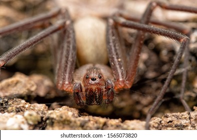 Front closeup of a Brown Recluse spider 