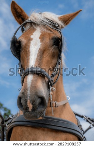Front close-up portrait of a chestnut draft horse wearing carriage harness and blinkers against blue sky