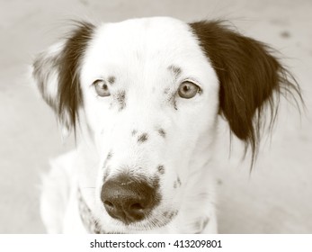 front dog