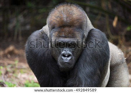 In Front of Eastern Lowland Silverback Gorilla