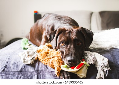 Front Facing Closeup Portrait Of A Brown Adult Labrador Retriever Dog Laying On Top Of A Pile Of Colorful Toys On A Bed And Looking Off To The Side With Soft Focus Of Wall, Pillows, And Blanket