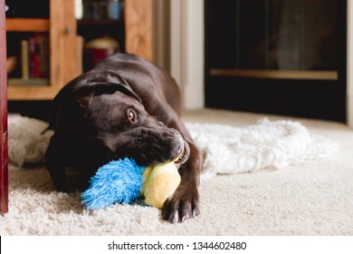 puppy chewing on blanket