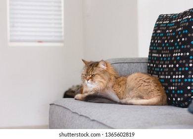 Front facing view of a brown long haired adult cat laying in the corner of a gray sofa against a polka dot pillow and looking ahead with soft focus of white wall and window in the background - Shutterstock ID 1365602819