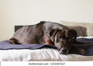 Front Facing View Of A Large Black And Brown Adult Dog Laying On A Bed On Top Of A Blue Blanket While Laying Its Head On  Its Paws And Looking Straight Ahead