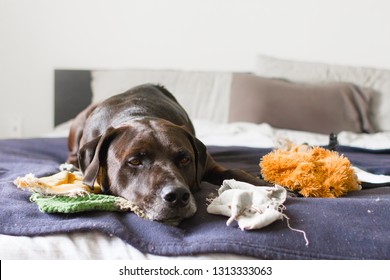 Front facing view of a sleepy large black and brown adult labrador retriever dog laying on a bed on top of white and blue blankets with toys all around 