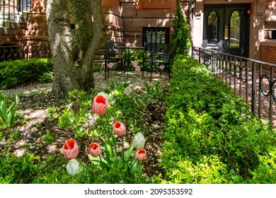 Front garden in May in Old Boston. Table, chairs, old trees and tulips.