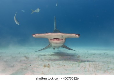 Front Of A Great Hammerhead Shark 