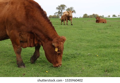 Front Half Rust Color Cow Grazing Stock Photo (Edit Now) 1535960402