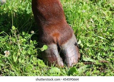 Front hoof of a cow. 
