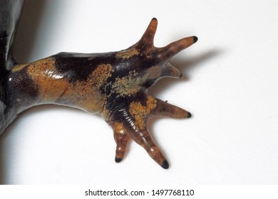 The Front Limb Of An Adult Female Tiger Salamander (Ambystoma Tigrinum) That Has Developed A Deformity.  These Types Of Limb Deformity Are Often Caused By Parasitic Trematode Infection. 