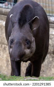 Front On View Of A Brazilian Tapir