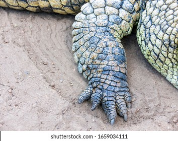 1,880 Crocodile front Images, Stock Photos & Vectors | Shutterstock