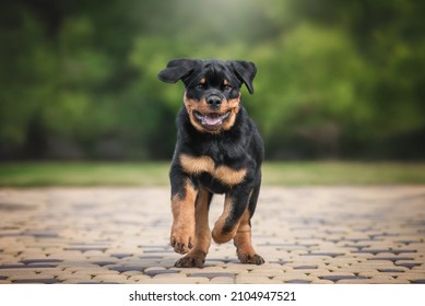 1,879 Running rottweiler Images, Stock Photos & Vectors | Shutterstock