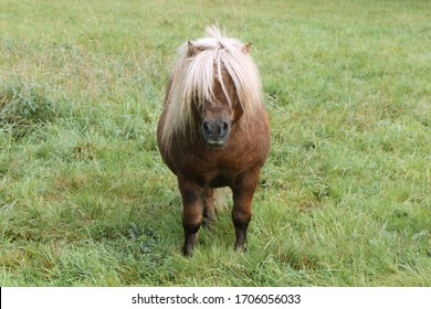 Front Portrait of a cute fat Shetland Pony in green pastures standing