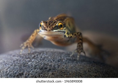 Front Portrait Of A Palmate Newt