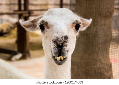 81 Llama Crooked Teeth Images, Stock Photos & Vectors | Shutterstock