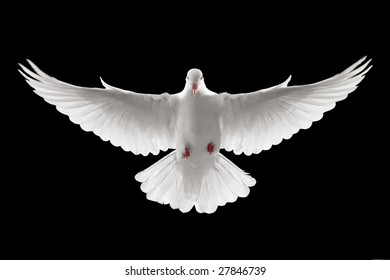 Front Profile Of A Flying White Dove, Isolated