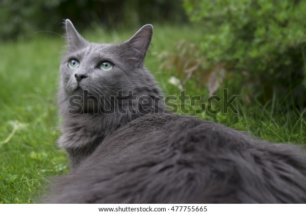 Nebelung