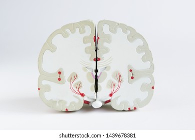 Front section view of artificial human brain model on white background