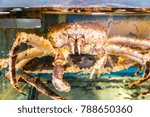 Front section view of large size live red king crab, tarabagani, in water container at a fresh market in Otaru, Japan, showing delicate arms and mouth