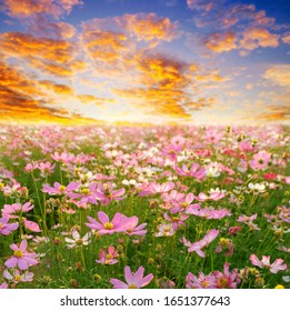A front selective focus picture of cosmos flower at colorful cosmos garden in the morning sunrise.
