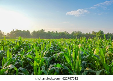 3,069 Corn Future Images, Stock Photos & Vectors | Shutterstock