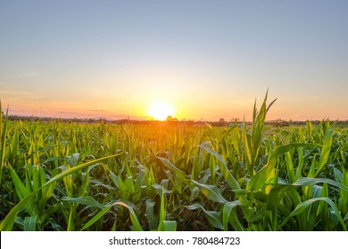 A Front Selective Focus Picture Of Organic Young Corn Field At Agriculture Field. 