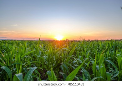 A Front Selective Focus Picture Of Organic Young Corn Field At Agriculture Field. 