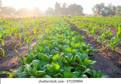 A Front Selective Focus Picture Of Vegetable Garden,future Agriculture For Safety Food In Thailand