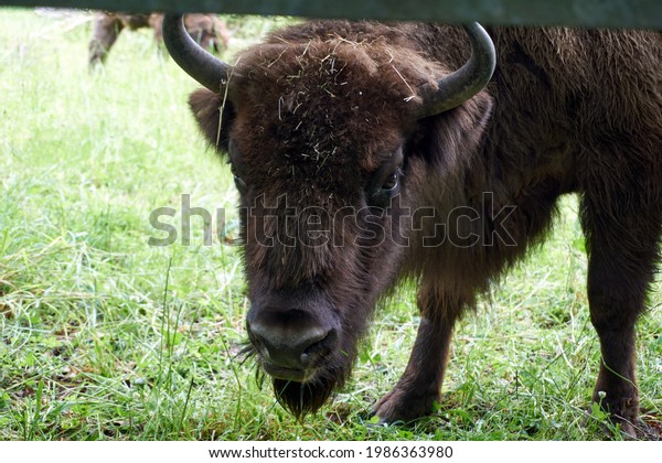 Front Brown Buffalo Animal Stock-foto (rediger