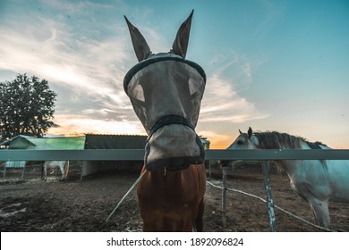 Front Shot Of A Pretty  Brown Male Horse With A Mosquito Net Mask In A Horse Stable Of A Riding Center With A Horse Partner By Its Side During Magic Hour Moment Of Dawn Or Sunset With Amazing Sky