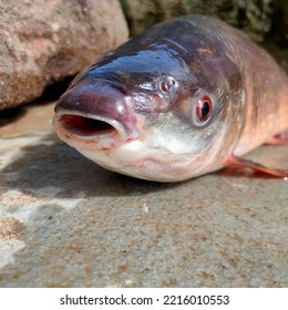 Front Side Close Up Fish Mouth Open