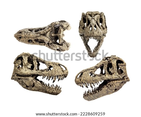 Front, Side, Top of Set fossil bone skull and jaws of Tyrannosaurus rex or T-rex. isolated on white background.